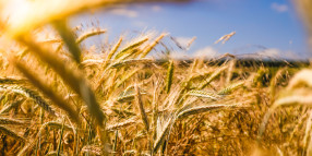 Just add water: Parched rural Qld still awash with...