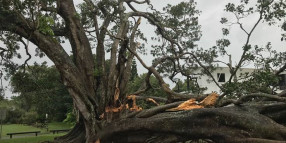 Large fig failure at Empire Vista Park, Ormiston