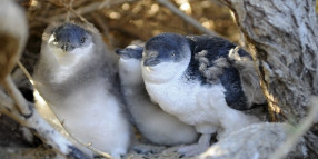 Little Penguin Population Estimate Report