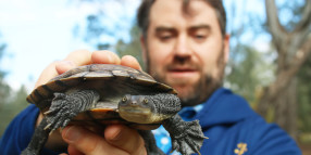 Trial to protect turtles