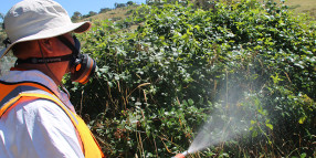 Avoid picking blackberries as spraying continues
