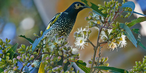 Regent Honeyeater sighted in Albury, giving new hope for critically endangered species