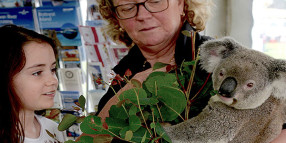 Koala bares winning smile at Kelmscott Show