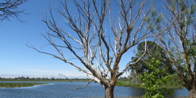 City of Ballarat to remove and replace 12 trees around Lake Wendouree