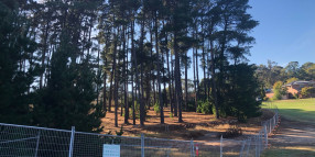 Stage two pine tree removal and landscape revegetation plans for Binney Reserve get underway