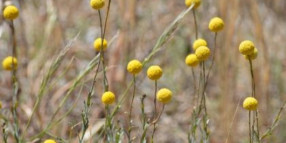 Iramoo Grasslands Planting and Community Day