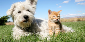 New laws for Dogs and Cats