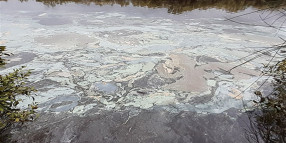 Oil slick at Belongil Creek confirmed to be marine blue green algae