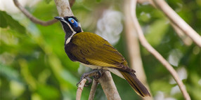 How many of Byron Shire’s 350 bird species visit your backyard?