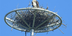 Osprey pair settle into their new Brunswick Heads nest