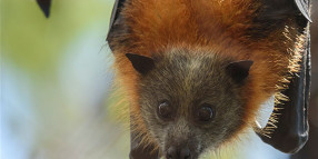 Flying-fox education project winds up with terrific success