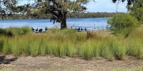 Have Your Say on the Future of Lake Monger (Galup)