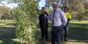 Town of Cambridge Boosts Urban Canopy with Tree Planting Initiative