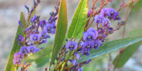 Spring native plants giveaway