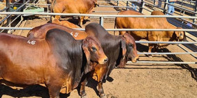 Cattle sales at Dalrymple Saleyards boom