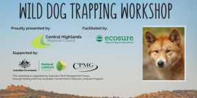 Next wild dog trapping workshop coming to Duaringa in March