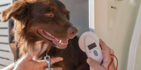 Free microchipping a great opportunity for pet owners