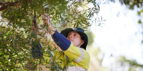 Recyclable road trial for Claremont