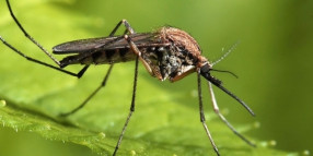 Residents urged to be mindful of mosquitoes