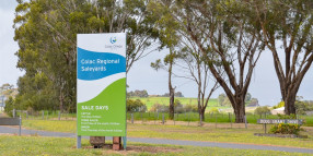 Colac Regional Saleyards records strongest sale day in 15 years