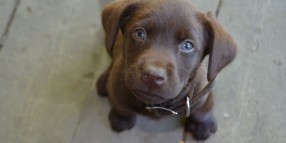 Dog owners reminded to pick up after their best friend