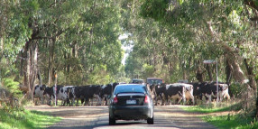 Rural Roadside Management Plan reps needed