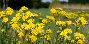 Council calls landowners to join war on ragwort
