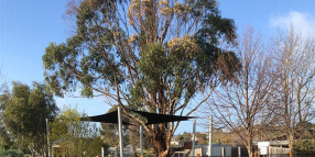 Beloved playground tree at the end of its natural life