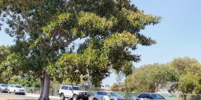 (29/11/2018) New fig tree for Kings Square