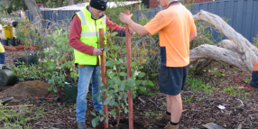 More trees in Freo thanks to Water Corp and WALGA