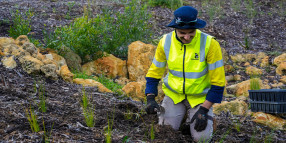 State funding for urban greening