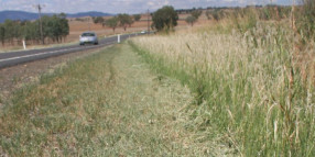 Have your say on roadside pest and weed management