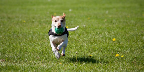 Reminder to keep dogs on leash at certain locations