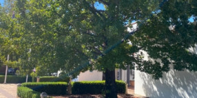 Share your vision for the street trees of Gunnedah Shire