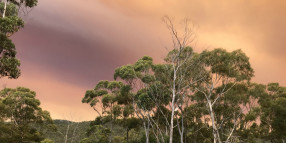 Severe fire threat for Hobart's bushland reserves