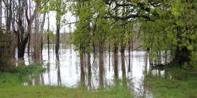 Flood advice for affected businesses