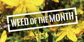 Weed of the Month (November): St John’s Wort