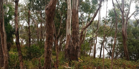 Black gum and Brooker’s gum listed as ‘critically endangered’