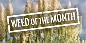 Weed of the Month (February): Pampas Grass