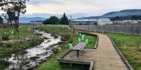 Enjoy the re-greening of Huonville’s Skinners Creek to the Black Gum Reserve