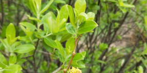 Weed alert: Grey sallow