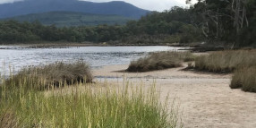 Coastal Weed Warning – Rice Grass