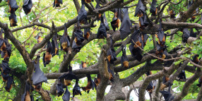 2021-22 Flying Fox Season Update #3, Isaac Region