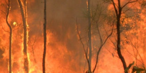 Bush fire recovery information