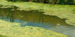 Aglal bloom alerts for Toonumbar Dam and Clarence River at Tabulam