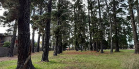 Have your say: Norwood Reserve tree removal program and future enhancements