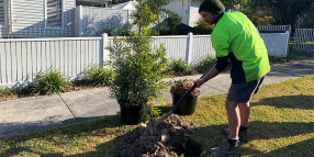 Maroondah branches out with 2,500 new trees