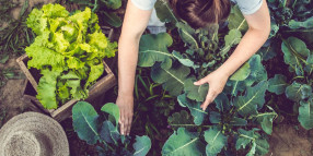 Learn how to garden more sustainably with free webinars