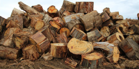 Free firewood for residents