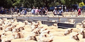 Major ewe sale to take place at saleyards